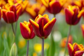 Flowers Flower Plants