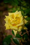 Rose Flower Macro