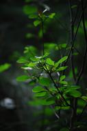 Green Leafs Plants