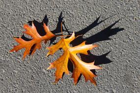 Autumn Colorful Leaves