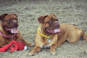 Bordeaux De Mastiff