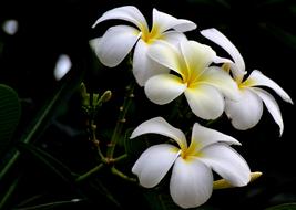 White Flower Nature