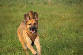 Dog Rennend Running on meadow