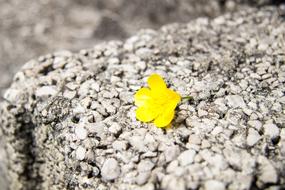 Summer yellow Flower