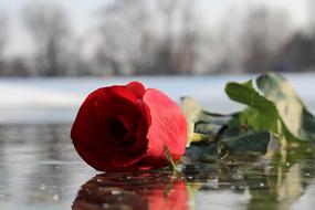 closeup view of Red Rose On Ice Frozen Lake