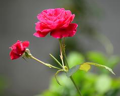 Rose Pink Flower