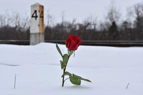 Red Rose In Snow Eternal Love