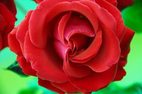 Rose Red Flower blooming