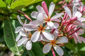 Flower Nature Garden