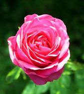 beautiful Pink rose flower at blur background