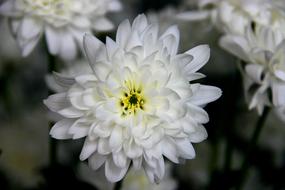 Snow Flower White Power