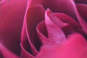 Rose Romance Macro