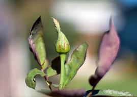 Rose Buds Flowers