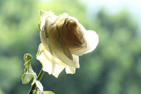 White Rose Flower