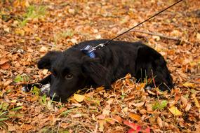 Puppy Black Sadness