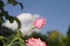 Rose Blossom Bloom Close