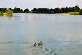 landscape of Houston Texas Lake With Ducks