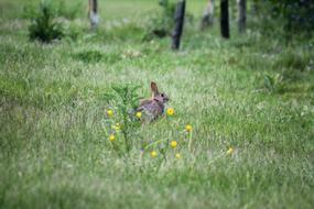 Rabbit Park Field