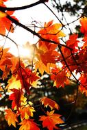 Autumn Leaves Tabitha Plants