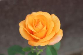 Orange Rose Golden Medal Floral