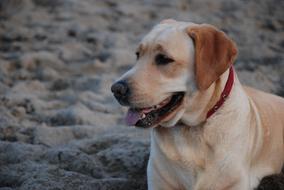 Labrador Dog Happiness