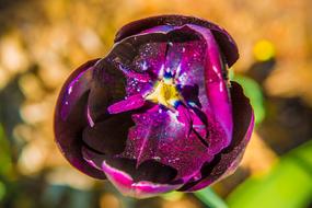 purple blooming flower in park