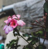 Rose Nature Flowers