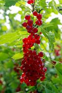 Red Currant