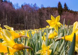 Nature Narcissus Pseudonarcissus