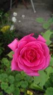 Rose Pink Flower
