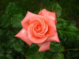 Rose Wet Dew