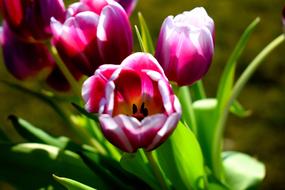 Tulip Flower Spring