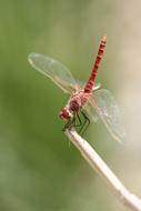 Dragonfly Red Insect blur