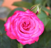 Rosa Flower Petal