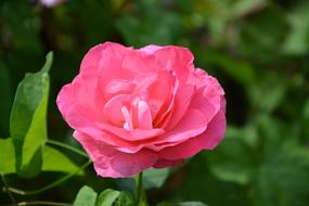 Flowers Pink Color