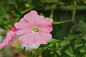Nature Flora Flower