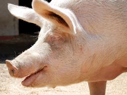 Smiling Piggy Saved From Slaughter