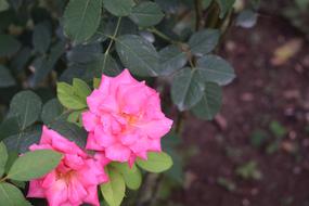 Pink Rose Flower