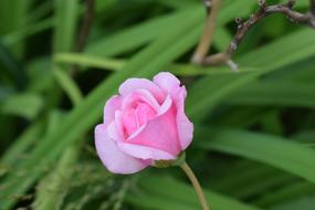 Rose Flower Nature