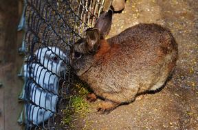 Rabbit Wildpark Poing Separated