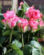 raindrops on a bouquet of roses near the building