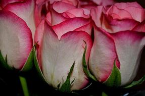 white and pink Flowers gift