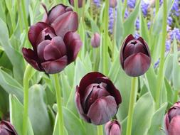 Tulip Flower Spring