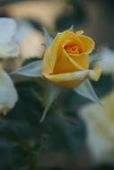 Closeup view of yellow Rose Blossom