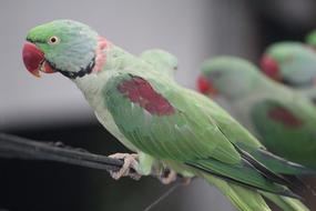 Red beaked Parrots