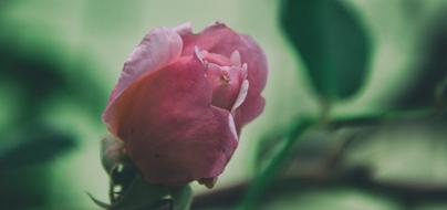 Rose Flower Petals