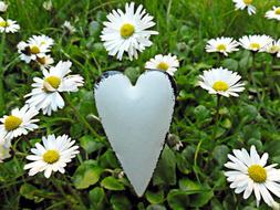 grey heart shape at blooming Daisies