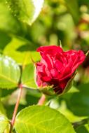 Rose Red Flower