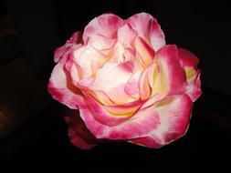 Rose Bloom Flower