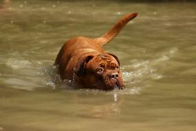 Water Bordeaux Mastiff